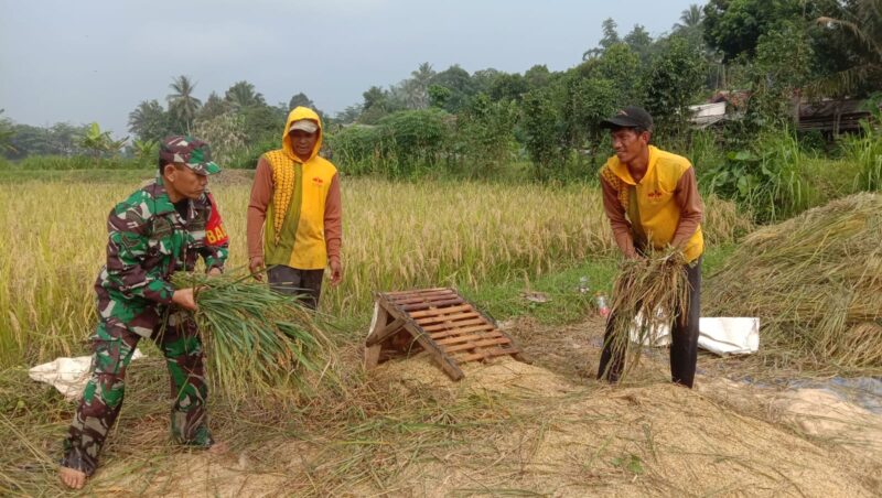 Babinsa Desa Mekar asih Bantu Warga Panin Padi (Geliatmedia.com./vita)