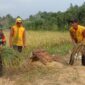 Babinsa Desa Mekar asih Bantu Warga Panin Padi (Geliatmedia.com./vita)