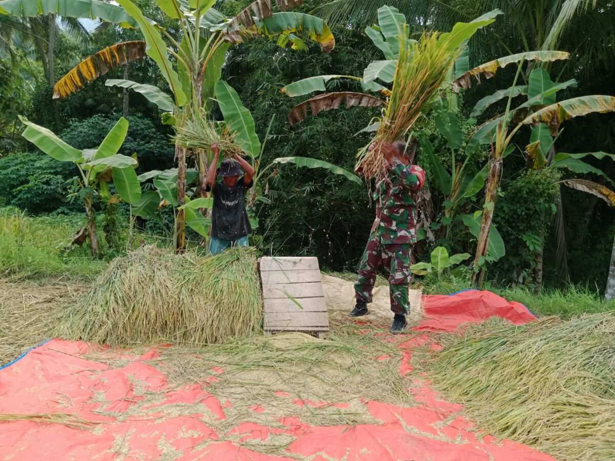 Babinsa Bersama Poktani PaninPadi Desa Cikadu Kecamatan Palabuhanratu, (GELIATMEDIA.COM/VITA)