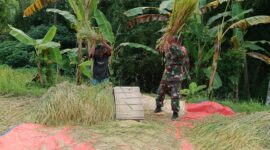 Babinsa Bersama Poktani PaninPadi  Desa Cikadu Kecamatan Palabuhanratu, (GELIATMEDIA.COM/VITA)
