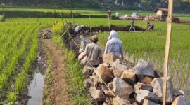 Pembangun Jalan Usaha Tani Desa Cimanggu Kecamatan Palabuhanratu, (GELIATMEDIA.COM/red)