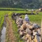 Pembangun Jalan Usaha Tani Desa Cimanggu Kecamatan Palabuhanratu, (GELIATMEDIA.COM/red)