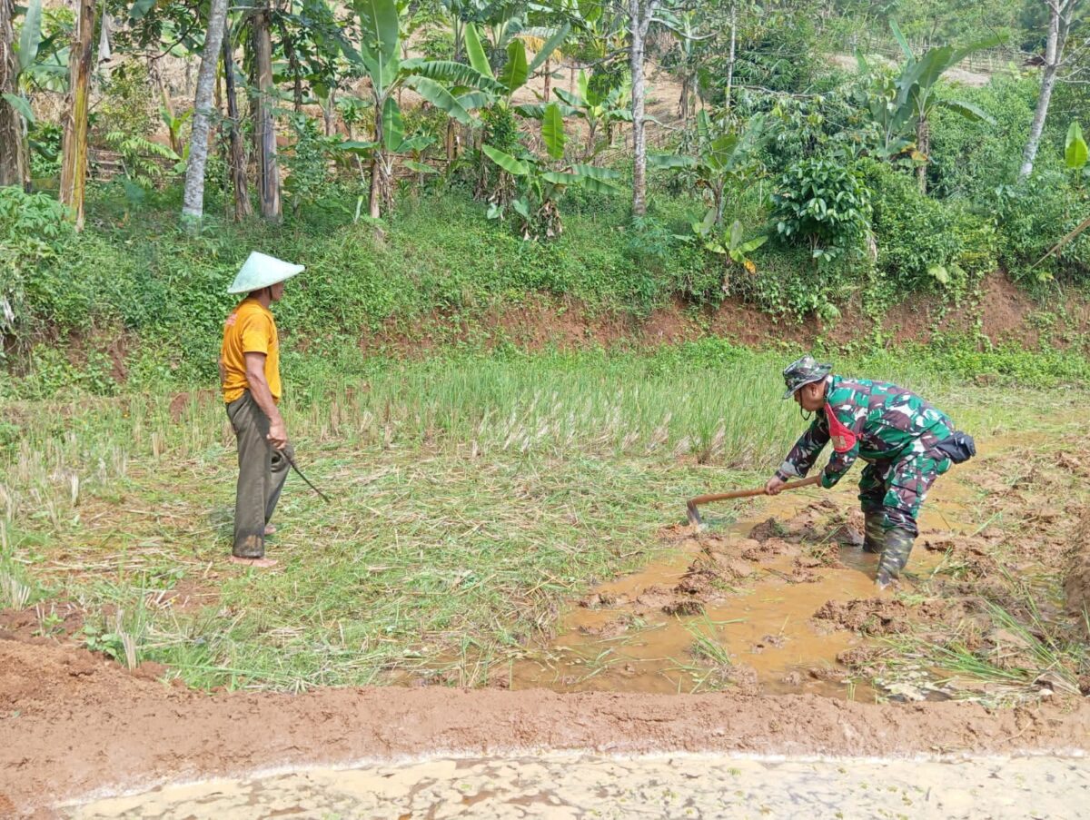 Babinsa cisolok, Olah Lahan, Bercocok Tanaman