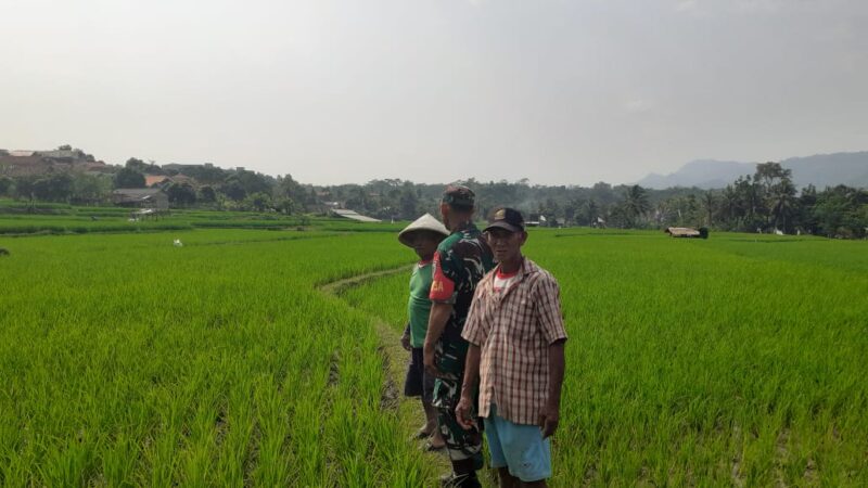 Dukung Hanpangan, Babinsa Koramil 2202/Palabuhanratu Laksanakan Pendampingan Poktani