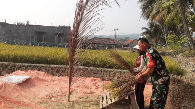 Untuk Ketahanan Pangan, Babinsa Citarik Laksanakan Pendampingan LTP Bersama Poktani