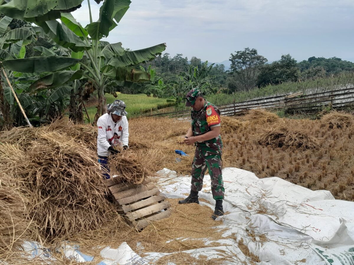 Babinsa Gunung Tanjung Dampingi Poktani Laksanakan Panen Padi
