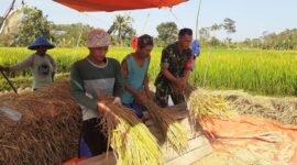 Babinsa Citarik Koramil 2202/Palabuhanratu Laksanakan Pendampingan LTP Bersama Poktani