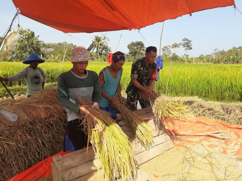 Babinsa Citarik Koramil 2202/Palabuhanratu Laksanakan Pendampingan LTP Bersama Poktani