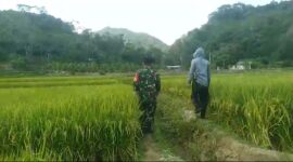 Babinsa Sangrawayang Koramil 2202/Palabuhanratu Laksanakan Pendampingan Hanpangan