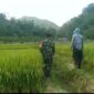 Babinsa Sangrawayang Koramil 2202/Palabuhanratu Laksanakan Pendampingan Hanpangan