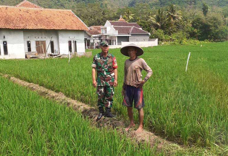 Babinsa Citarik Koramil 2202/Palabuhanratu Laksanakan Pendampingan Hanpangan Di Poktani Sindang Rasa