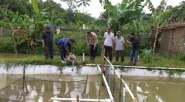 Kadis Perikanan Apresiasi Polsek Sukabumi Dukung Ketahanan Pangan Nasional, Tebar 5.000 Benih Ikan Nila di Lahan Gapoktan