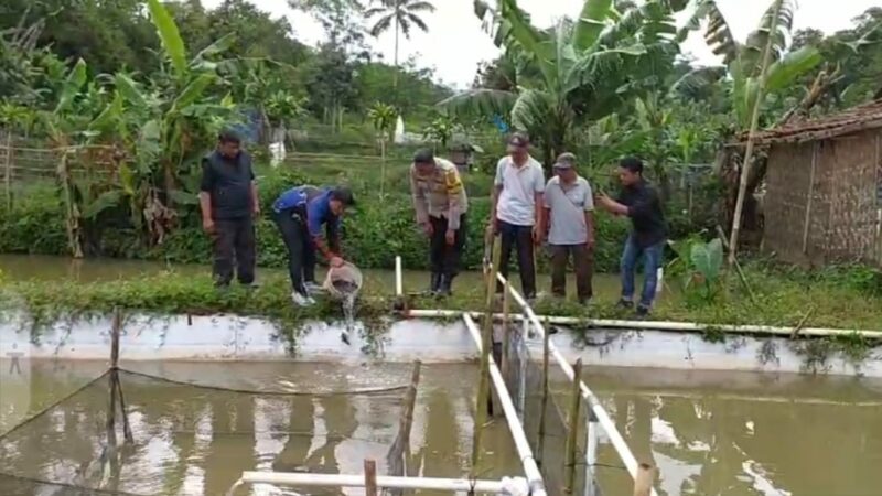 Kadis Perikanan Apresiasi Polsek Sukabumi Dukung Ketahanan Pangan Nasional, Tebar 5.000 Benih Ikan Nila di Lahan Gapoktan