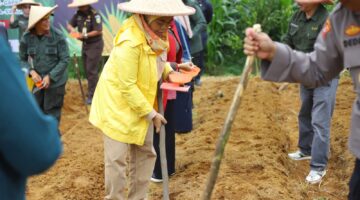 Diskan Hadiri Penanaman Jagung Serentak 1 Juta Hektare di Kecamatan Caringin