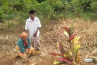 Duka mendalam masih dirasakan keluarga Almarhum Cepi, korban kecelakaan maut di Jalan Siliwangi, Palabuhanratu. Hingga kini, pihak perusahaan yang terlibat belum menepati janji untuk memberikan kompensasi.