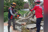 Tindakan cepat dilakukan setelah sebuah pohon jati tumbang di Jalan Raya Citepus Km. 2, Palabuhanratu. 