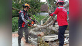 Tindakan cepat dilakukan setelah sebuah pohon jati tumbang di Jalan Raya Citepus Km. 2, Palabuhanratu. 