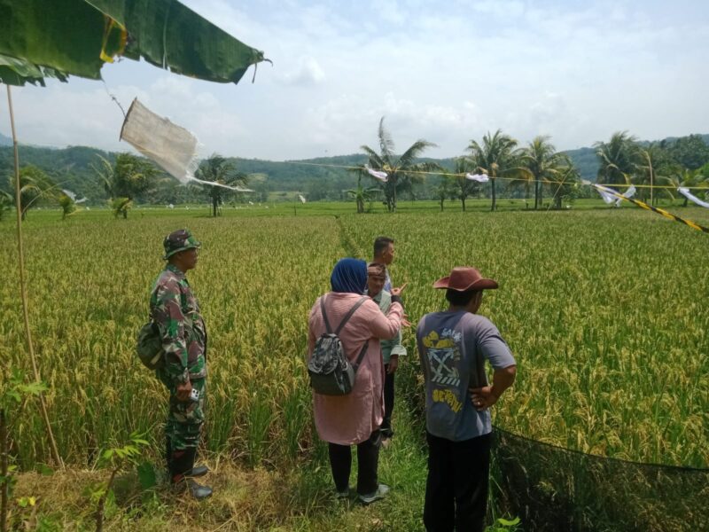 Tim gabungan dari PPL dan anggota Sergab Koramil Palabuhanratu melakukan survei serap gabah di Desa Cibuntu untuk memastikan ketahanan pangan menjelang Lebaran.