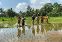 Banjir besar yang melanda Palabuhanratu pada 5 Maret 2025 menggenangi sekitar dua hektare sawah di Kelurahan Palabuhanratu, terutama di Majlis RW 19. Meski terdampak, mayoritas petani telah lebih dulu memanen hasil pertanian mereka, sehingga tidak mengalami gagal panen.