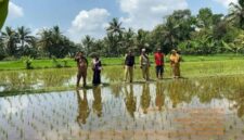 Banjir besar yang melanda Palabuhanratu pada 5 Maret 2025 menggenangi sekitar dua hektare sawah di Kelurahan Palabuhanratu, terutama di Majlis RW 19. Meski terdampak, mayoritas petani telah lebih dulu memanen hasil pertanian mereka, sehingga tidak mengalami gagal panen.