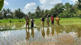 Banjir besar yang melanda Palabuhanratu pada 5 Maret 2025 menggenangi sekitar dua hektare sawah di Kelurahan Palabuhanratu, terutama di Majlis RW 19. Meski terdampak, mayoritas petani telah lebih dulu memanen hasil pertanian mereka, sehingga tidak mengalami gagal panen.