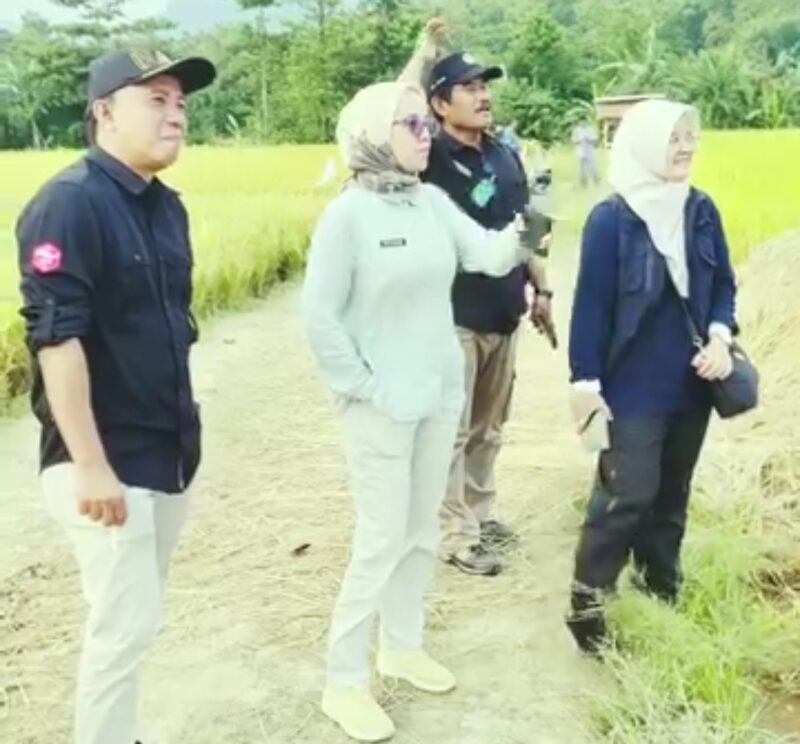 Produksi padi di Kabupaten Sukabumi terus menjadi andalan dengan hasil panen yang menggembirakan. Tak hanya itu, jagung dan ubi kayu juga mencatatkan peningkatan produksi yang signifikan. 