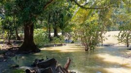Puluhan petani di Desa Ciwaru, Kecamatan Ciemas, harus menelan kerugian besar akibat gagal panen. 