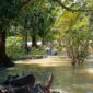 Puluhan petani di Desa Ciwaru, Kecamatan Ciemas, harus menelan kerugian besar akibat gagal panen. 