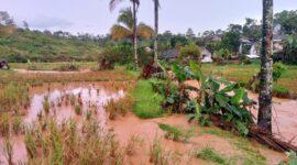 Puluhan hektar lahan pertanian di Desa Cihaur rusak parah akibat aktivitas industri. Warga alami gagal panen dan kerugian besar, menuntut tanggung jawab dari PT Golden atas dampak lingkungan yang terjadi.