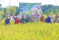Dalam suasana libur Lebaran, Kabupaten Sukabumi turut ambil bagian dalam panen raya padi serentak nasional yang digelar oleh Kementerian Pertanian RI pada 7 April.