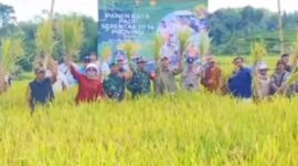 Dalam suasana libur Lebaran, Kabupaten Sukabumi turut ambil bagian dalam panen raya padi serentak nasional yang digelar oleh Kementerian Pertanian RI pada 7 April.