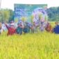 Dalam suasana libur Lebaran, Kabupaten Sukabumi turut ambil bagian dalam panen raya padi serentak nasional yang digelar oleh Kementerian Pertanian RI pada 7 April.