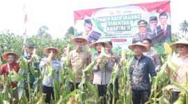 Wakil Bupati Sukabumi H. Andreas menghadiri Panen Raya Jagung Serentak Kuartal II Tahun 2025 di Desa Selawangi, sebagai bentuk dukungan terhadap ketahanan pangan nasional.