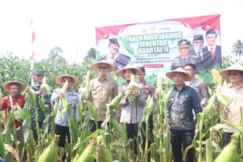 Wakil Bupati Sukabumi H. Andreas menghadiri Panen Raya Jagung Serentak Kuartal II Tahun 2025 di Desa Selawangi, sebagai bentuk dukungan terhadap ketahanan pangan nasional.