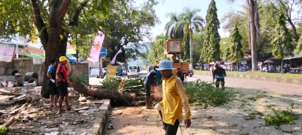 Tiga pohon trembesi tua di depan RSUD Palabuhanratu akhirnya ditebang demi keselamatan bersama.