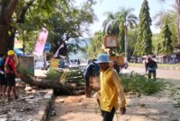 Tiga pohon trembesi tua di depan RSUD Palabuhanratu akhirnya ditebang demi keselamatan bersama. 