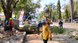 Tiga pohon trembesi tua di depan RSUD Palabuhanratu akhirnya ditebang demi keselamatan bersama. 