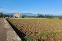 Puluhan hektare sawah di Desa Kertamukti, Warungkiara, Sukabumi, gagal tanam akibat aliran irigasi yang terputus.