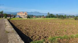 Puluhan hektare sawah di Desa Kertamukti, Warungkiara, Sukabumi, gagal tanam akibat aliran irigasi yang terputus.
