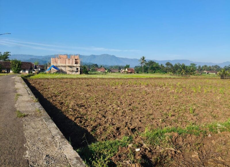 Puluhan hektare sawah di Desa Kertamukti, Warungkiara, Sukabumi, gagal tanam akibat aliran irigasi yang terputus.
