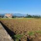 Puluhan hektare sawah di Desa Kertamukti, Warungkiara, Sukabumi, gagal tanam akibat aliran irigasi yang terputus.