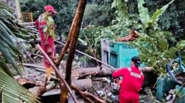 Damkar Sukabumi melalui Pos Palabuhanratu sigap evakuasi pohon tumbang di Mako Satpol PP akibat cuaca ekstrem, tanpa korban jiwa.