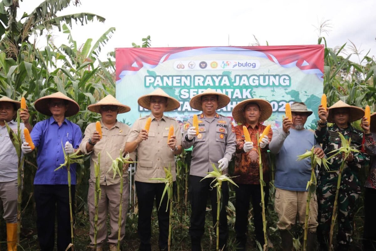 Panen Raya Jagung Serentak Kuartal I