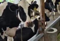 Dinas Peternakan Kabupaten Sukabumi melaksanakan pengambilan sampel darah