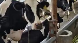 Dinas Peternakan Kabupaten Sukabumi melaksanakan pengambilan sampel darah