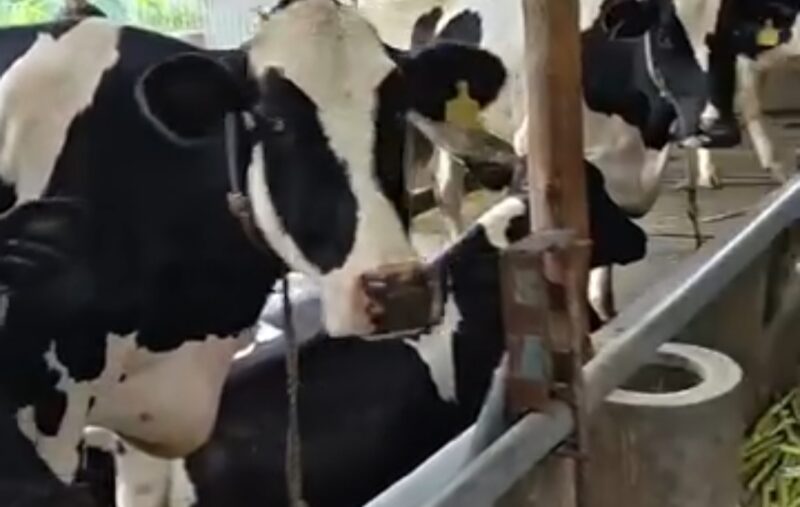 Dinas Peternakan Kabupaten Sukabumi melaksanakan pengambilan sampel darah