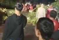 Petugas Damkar Palabuhanratu melakukan evakuasi pohon mahoni