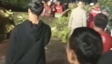 Petugas Damkar Palabuhanratu melakukan evakuasi pohon mahoni