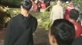 Petugas Damkar Palabuhanratu melakukan evakuasi pohon mahoni