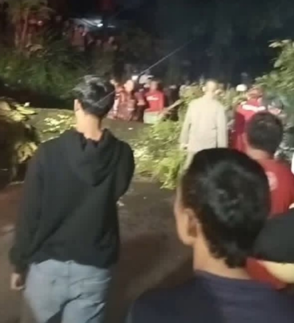 Petugas Damkar Palabuhanratu melakukan evakuasi pohon mahoni